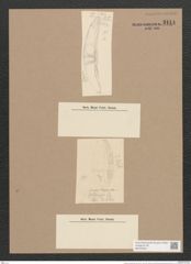 Amphora robusta Greg. (de-Toni-Nr.: Genus 36, Species 1634) Zeichnungen Sammlung Grunow Nr. 3114 (NHMW-BOT-W0370540)